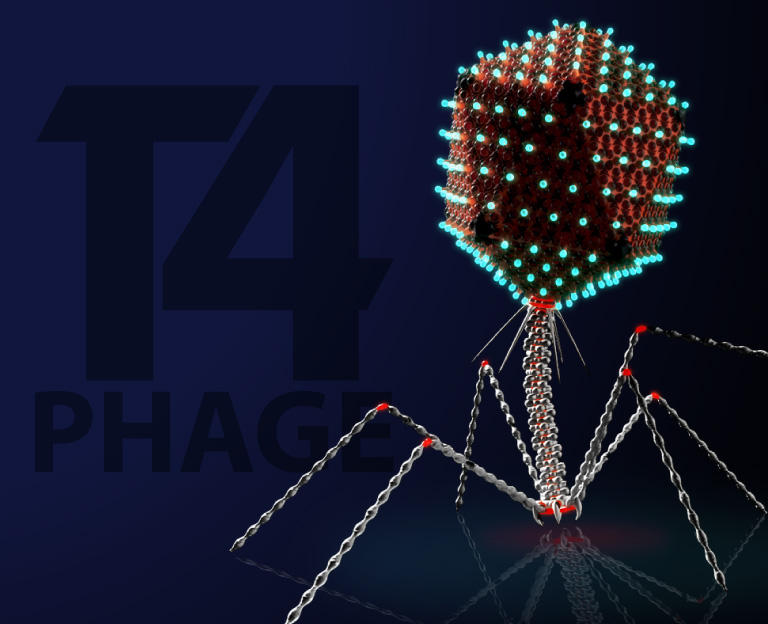 bacteriophage 3D graphics